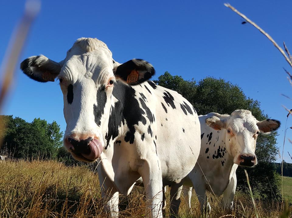 Vacas Felices de Casa Grande de Xanceda